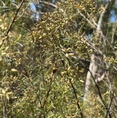 Coccinellidae (family) at Stirling Park (STP) - 8 Mar 2024 11:21 AM