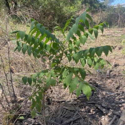 Juglans nigra (Black Walnut) at Denman Prospect, ACT - 8 Mar 2024 by SteveBorkowskis