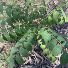 Juglans nigra at Molonglo River Reserve - 8 Mar 2024