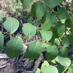 Juglans nigra at Molonglo River Reserve - 8 Mar 2024