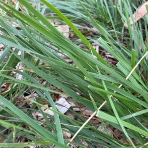 Nassella neesiana at Mount Majura - 7 Mar 2024 07:05 AM