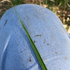 Nassella neesiana at Mount Majura - 7 Mar 2024 07:05 AM