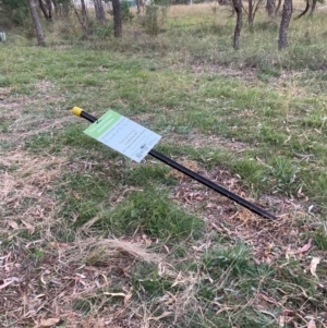 Nassella neesiana at Mount Majura - 7 Mar 2024