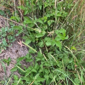 Rubus anglocandicans at Mount Majura - 8 Mar 2024