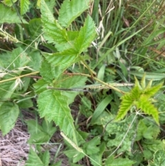 Rubus anglocandicans at Mount Majura - 8 Mar 2024