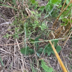 Rubus anglocandicans at Mount Majura - 8 Mar 2024