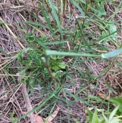 Rubus anglocandicans at Mount Majura - 8 Mar 2024