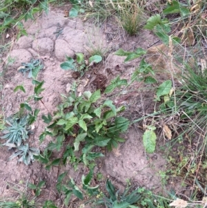 Rubus anglocandicans at Mount Majura - 8 Mar 2024 08:44 AM