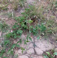 Rubus anglocandicans at Mount Majura - 8 Mar 2024 08:44 AM