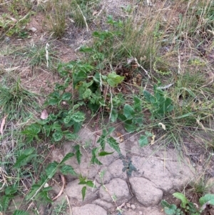 Rubus anglocandicans at Mount Majura - 8 Mar 2024