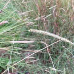 Setaria parviflora (Slender Pigeon Grass) at Mount Majura - 8 Mar 2024 by waltraud