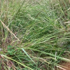 Setaria parviflora at Mount Majura - 8 Mar 2024