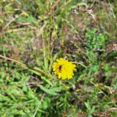 Lasioglossum (Chilalictus) sp. (genus & subgenus) at Franklin Grassland (FRA_5) - 1 Feb 2024