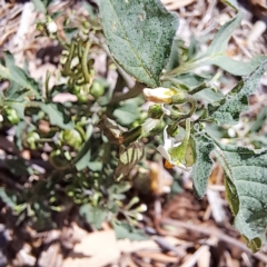 Solanum nigrum (Black Nightshade) at Watson Woodlands - 5 Mar 2024 by abread111