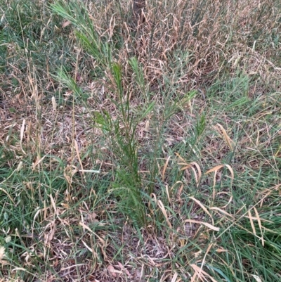Acacia sp. (A Wattle) at Mount Majura - 7 Mar 2024 by waltraud