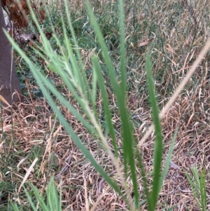 Acacia sp. at Mount Majura - 8 Mar 2024