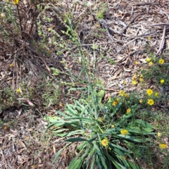 Cynoglossum australe at Justice Robert Hope Reserve (JRH) - 5 Mar 2024 12:49 PM