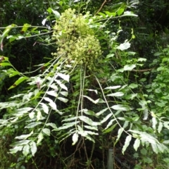 Polyscias murrayi (Pencil Cedar) at Brogers Creek, NSW - 8 Mar 2024 by plants