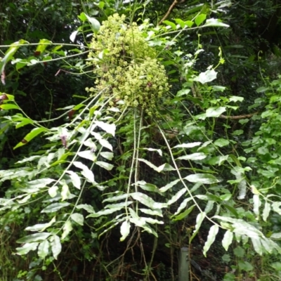 Polyscias murrayi (Pencil Cedar) at Brogers Creek, NSW - 8 Mar 2024 by plants