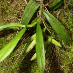 Plectorrhiza tridentata (Tangle Orchid) at Brogers Creek, NSW - 8 Mar 2024 by plants