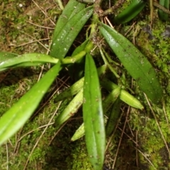 Plectorrhiza tridentata (Tangle Orchid) at Brogers Creek, NSW - 7 Mar 2024 by plants