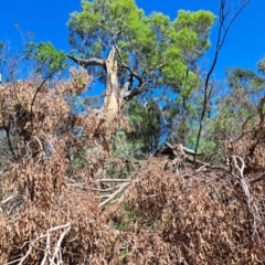 Eucalyptus melliodora (Yellow Box) at Watson, ACT - 5 Mar 2024 by abread111