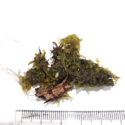 Sphagnum sp. (genus) (Sphagnum moss) at Lower Cotter Catchment - 6 Mar 2024 by rangerstacey