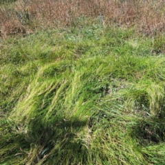 Microlaena stipoides (Weeping Grass) at Watson Woodlands - 5 Mar 2024 by abread111