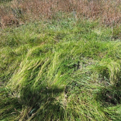 Microlaena stipoides (Weeping Grass) at Watson Woodlands - 5 Mar 2024 by abread111