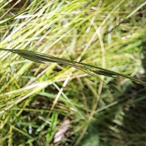 Microlaena stipoides at Watson Woodlands - 5 Mar 2024