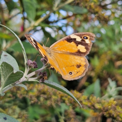 Heteronympha merope (Common Brown Butterfly) at QPRC LGA - 8 Mar 2024 by MatthewFrawley