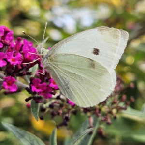 Pieris rapae at QPRC LGA - 8 Mar 2024 05:27 PM