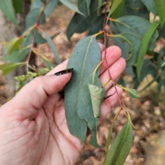 Eucalyptus dives (Broad-leaved Peppermint) at QPRC LGA - 8 Mar 2024 by Csteele4
