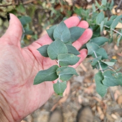 Eucalyptus bridgesiana (Apple Box) at QPRC LGA - 8 Mar 2024 by Csteele4