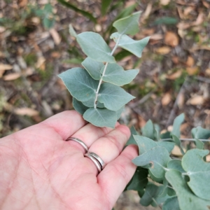 Eucalyptus bridgesiana at QPRC LGA - 8 Mar 2024