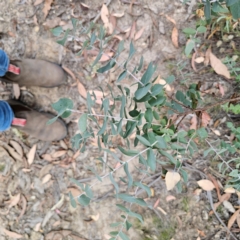 Eucalyptus bridgesiana at QPRC LGA - 8 Mar 2024