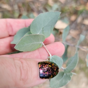 Eucalyptus bridgesiana at QPRC LGA - 8 Mar 2024