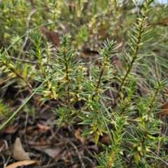 Melichrus urceolatus at QPRC LGA - 8 Mar 2024