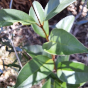 Ligustrum lucidum at Watson Woodlands - 5 Mar 2024