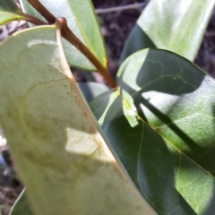 Ligustrum lucidum at Watson Woodlands - 5 Mar 2024