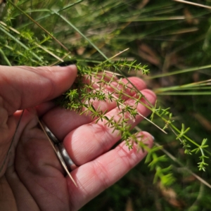 Asperula conferta at QPRC LGA - 8 Mar 2024