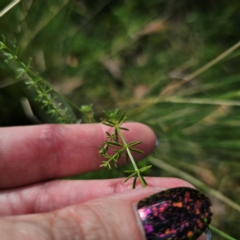 Asperula conferta at QPRC LGA - 8 Mar 2024 04:34 PM