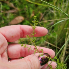 Asperula conferta at QPRC LGA - 8 Mar 2024 04:34 PM