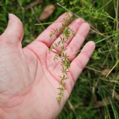 Asperula conferta at QPRC LGA - 8 Mar 2024 04:34 PM