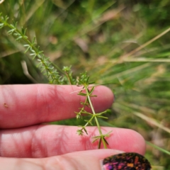 Asperula conferta at QPRC LGA - 8 Mar 2024