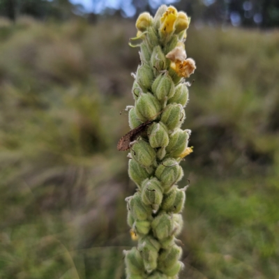 Verbascum thapsus subsp. thapsus (Great Mullein, Aaron's Rod) at QPRC LGA - 8 Mar 2024 by Csteele4