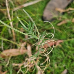 Epilobium hirtigerum (Hairy Willowherb) at QPRC LGA - 8 Mar 2024 by Csteele4