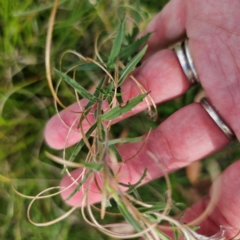 Epilobium hirtigerum at QPRC LGA - 8 Mar 2024