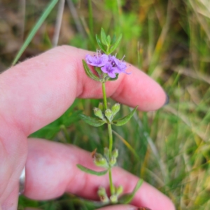 Mentha diemenica at QPRC LGA - 8 Mar 2024 04:16 PM