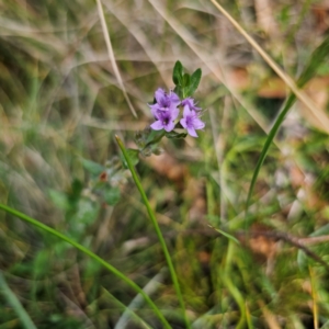 Mentha diemenica at QPRC LGA - 8 Mar 2024 04:16 PM